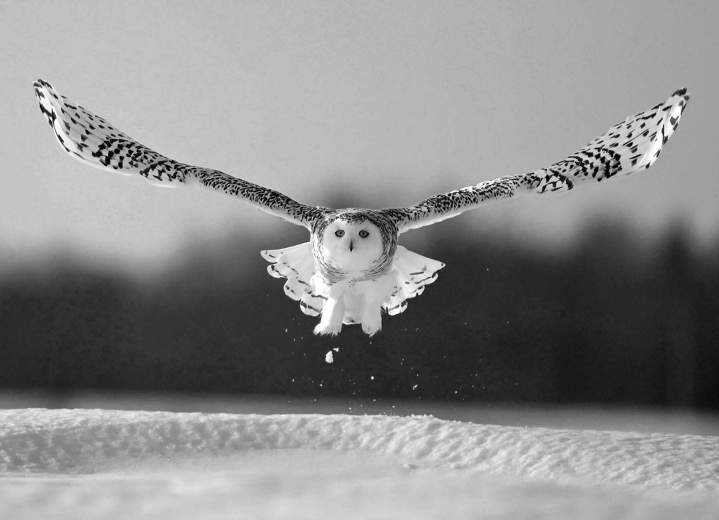 Corija branca voando sobre a neve