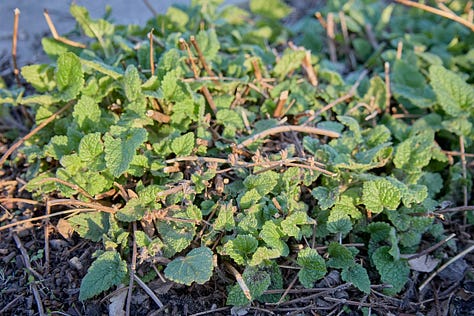 various morning shots of perennial herbs coming up in spring