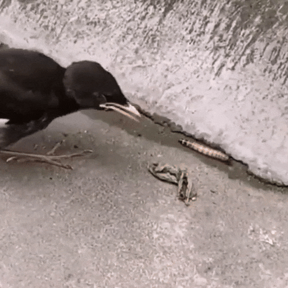 Fledgling confused why worm don't go to their mouth.