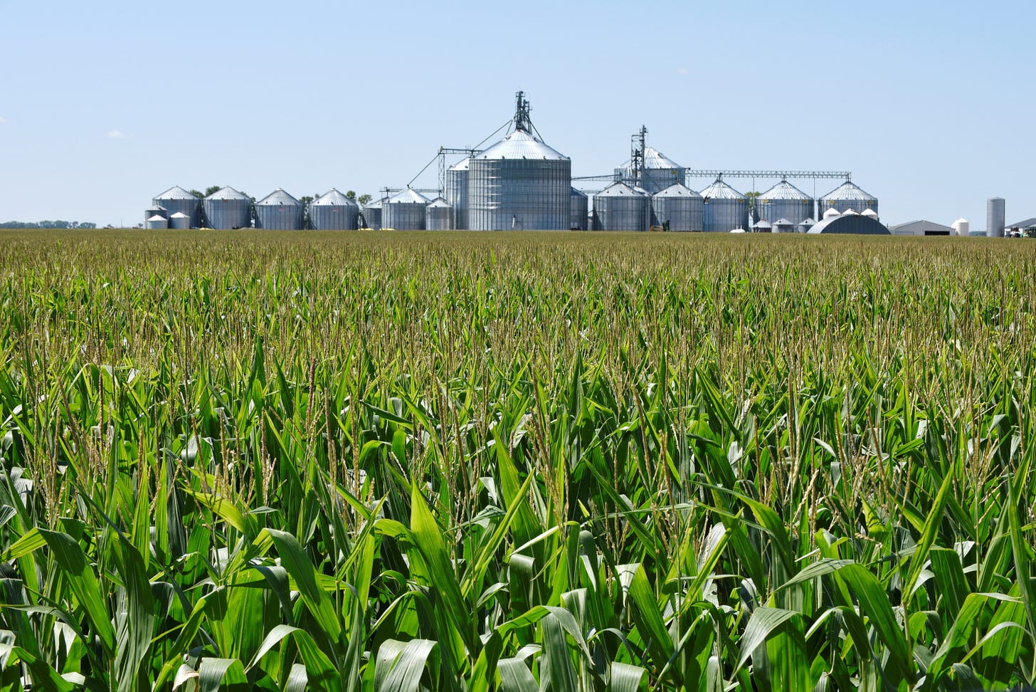 American farmers to plant more corn, seeking best chance at profits |  Reuters