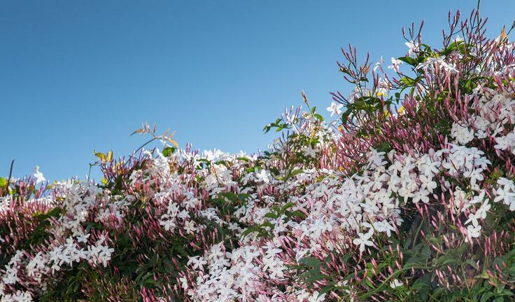 This may contain: white and pink flowers growing on the side of a hill