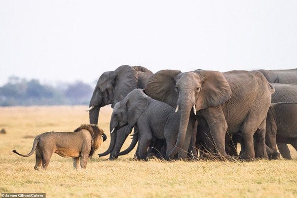Why won't a single lion just run up and attack elephants? - Quora