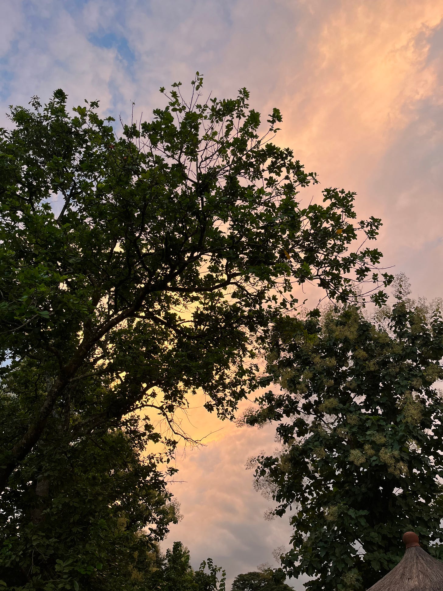 IMG_1313.jpeg
