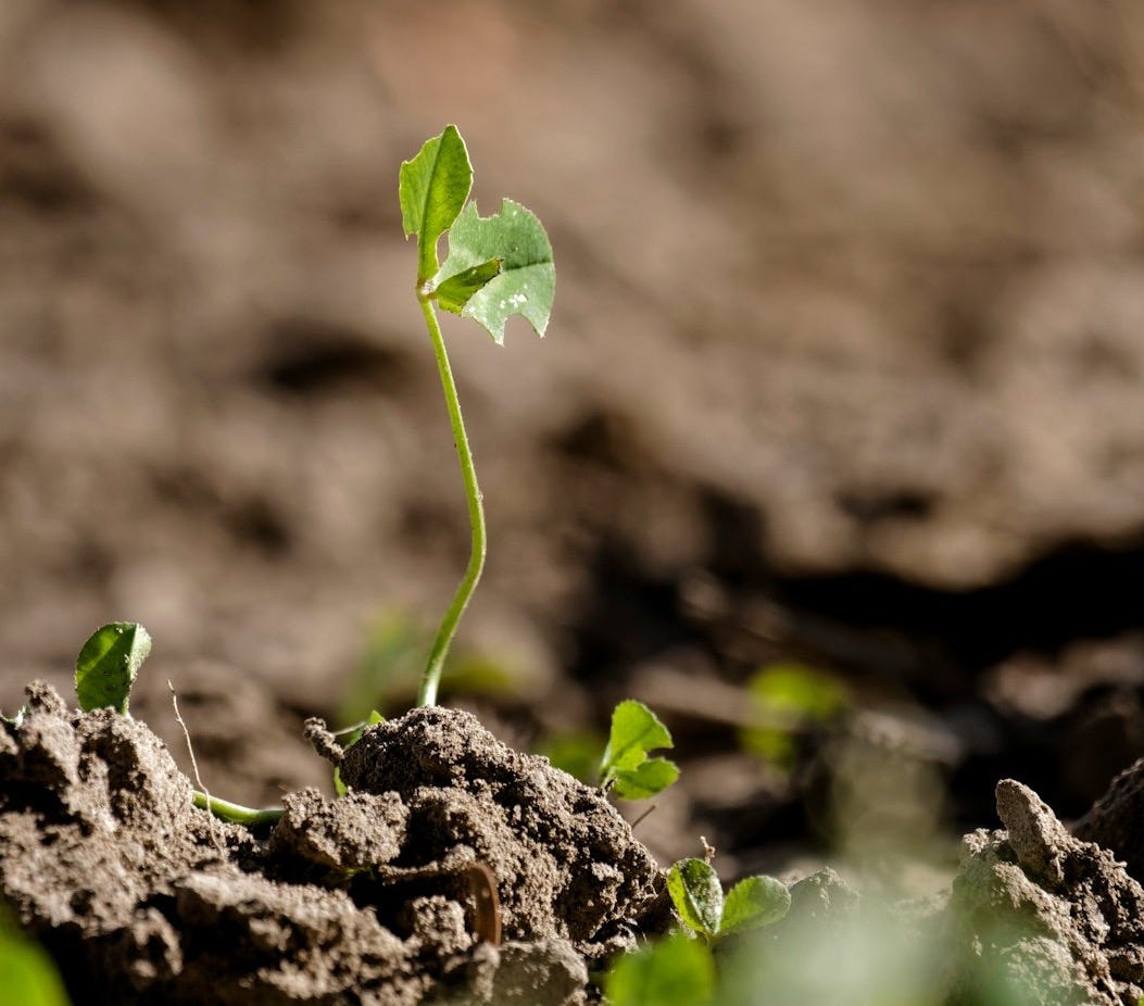 a young plant sprouts from the ground