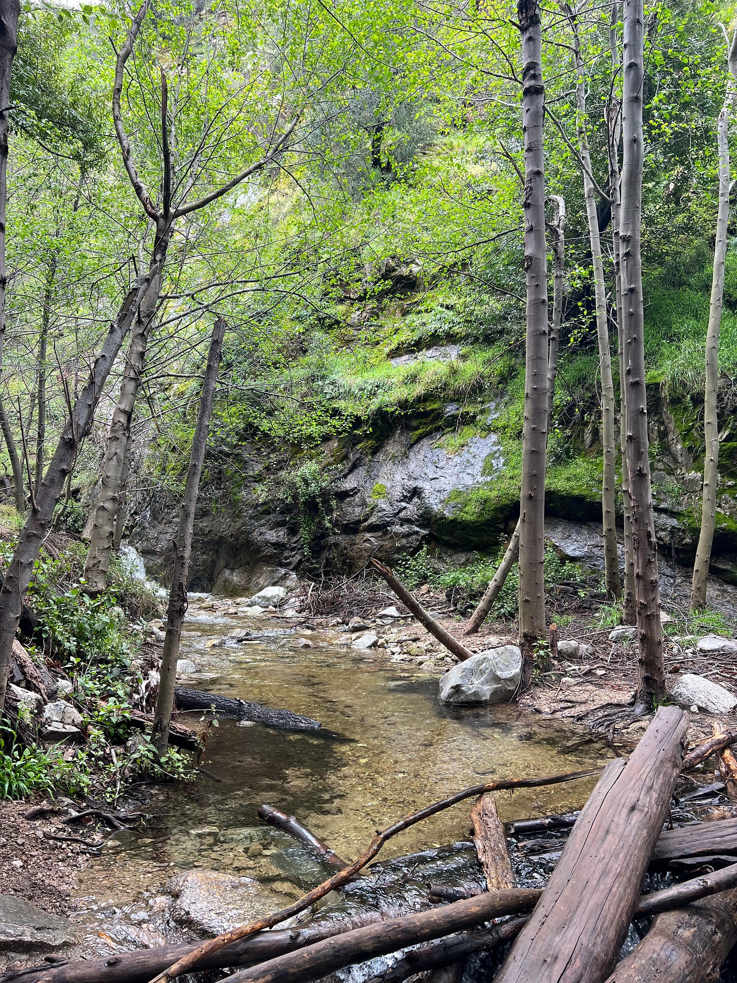 A small stream in Angeles National Forest
