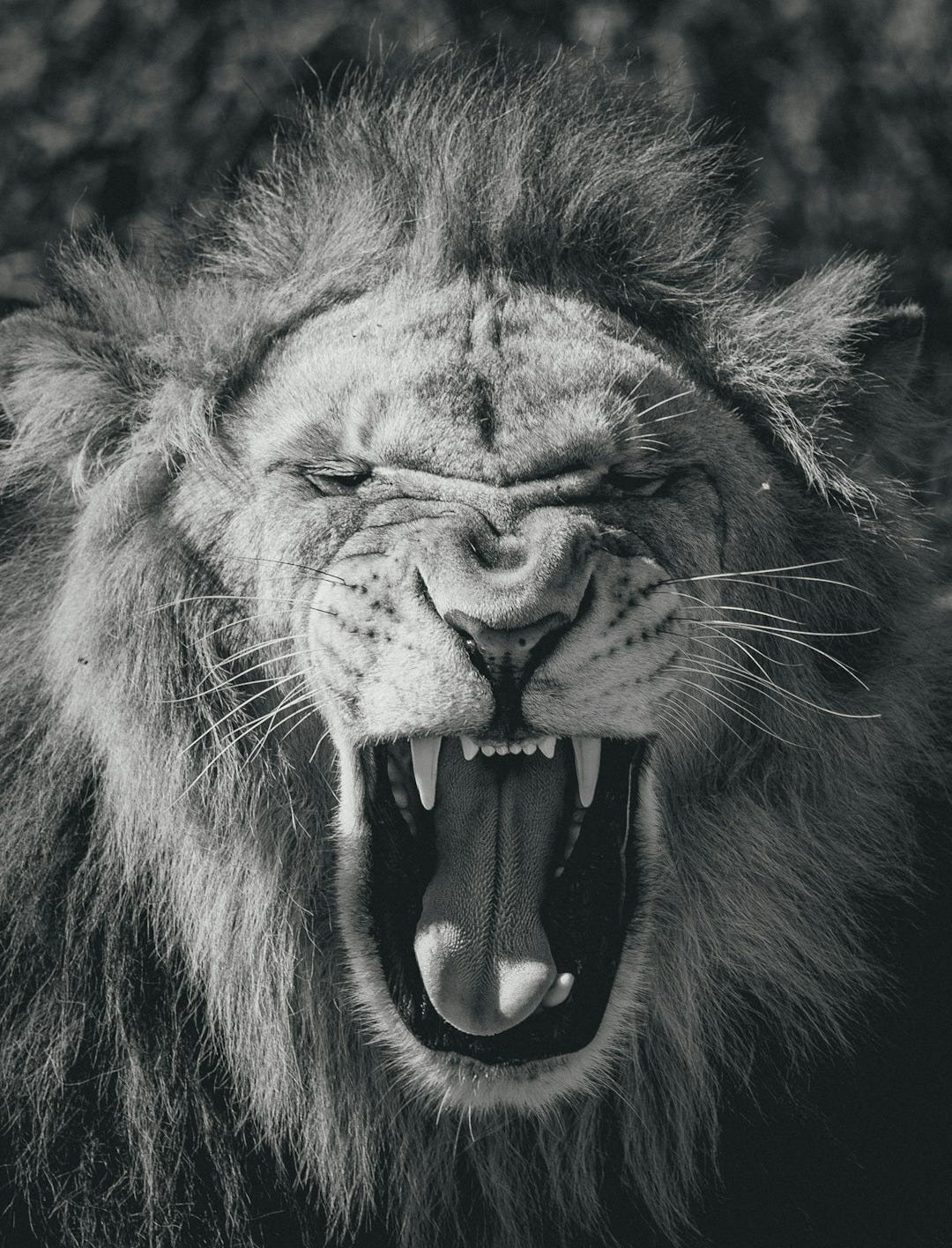 black and white lion illustration