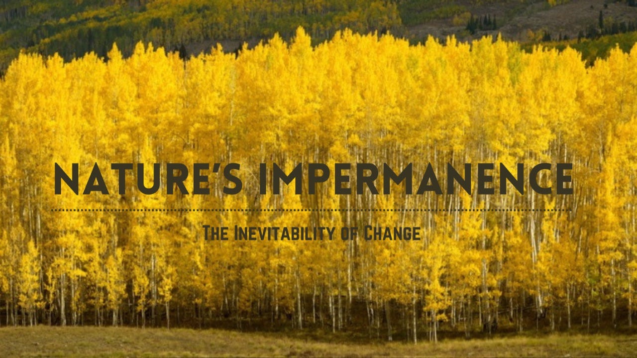 An aspen grove in autumn