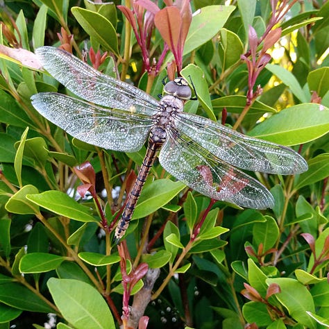 Images of animal behaviour such as swarming bees, snakes, insects and frogs can be a guide to gardening activities