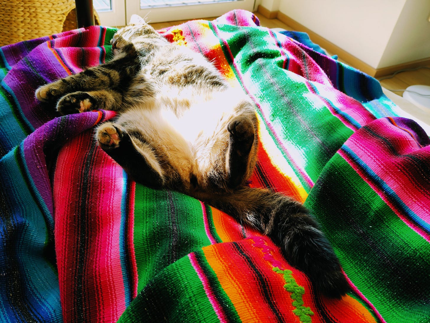 The photo shows a cat sleeping on a bed. She is lying on her back, completely relaxed, on a colorful blanket. The photo shows a cat sleeping on a bed. She is lying on her back, completely relaxed, on a colorful blanket.