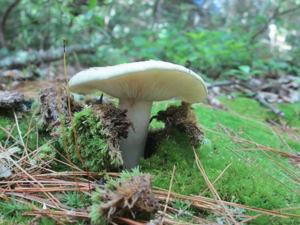 Practicing Resurrection