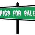 Substack profile picture for @pigs