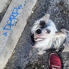 My Dog Died Yesterday.
