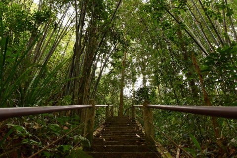 Stairway to heaven on the Sam Yang Roi trail. Photo: David Luekens Stairway to heaven on the Sam Yang Roi trail. Photo: David Luekens
