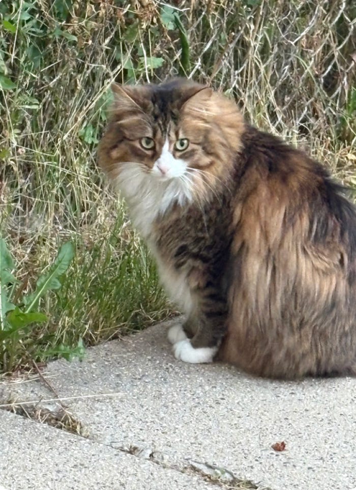 calico standing in front of chain link fence and grass; his head is turned curiously calico standing in front of chain link fence and grass; his head is turned curiously