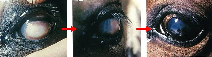 chronic fungal keratomycosis