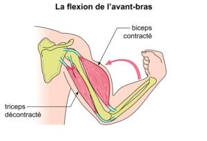 flexion