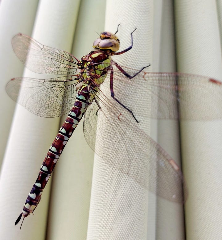 Southern hawker dragonfly