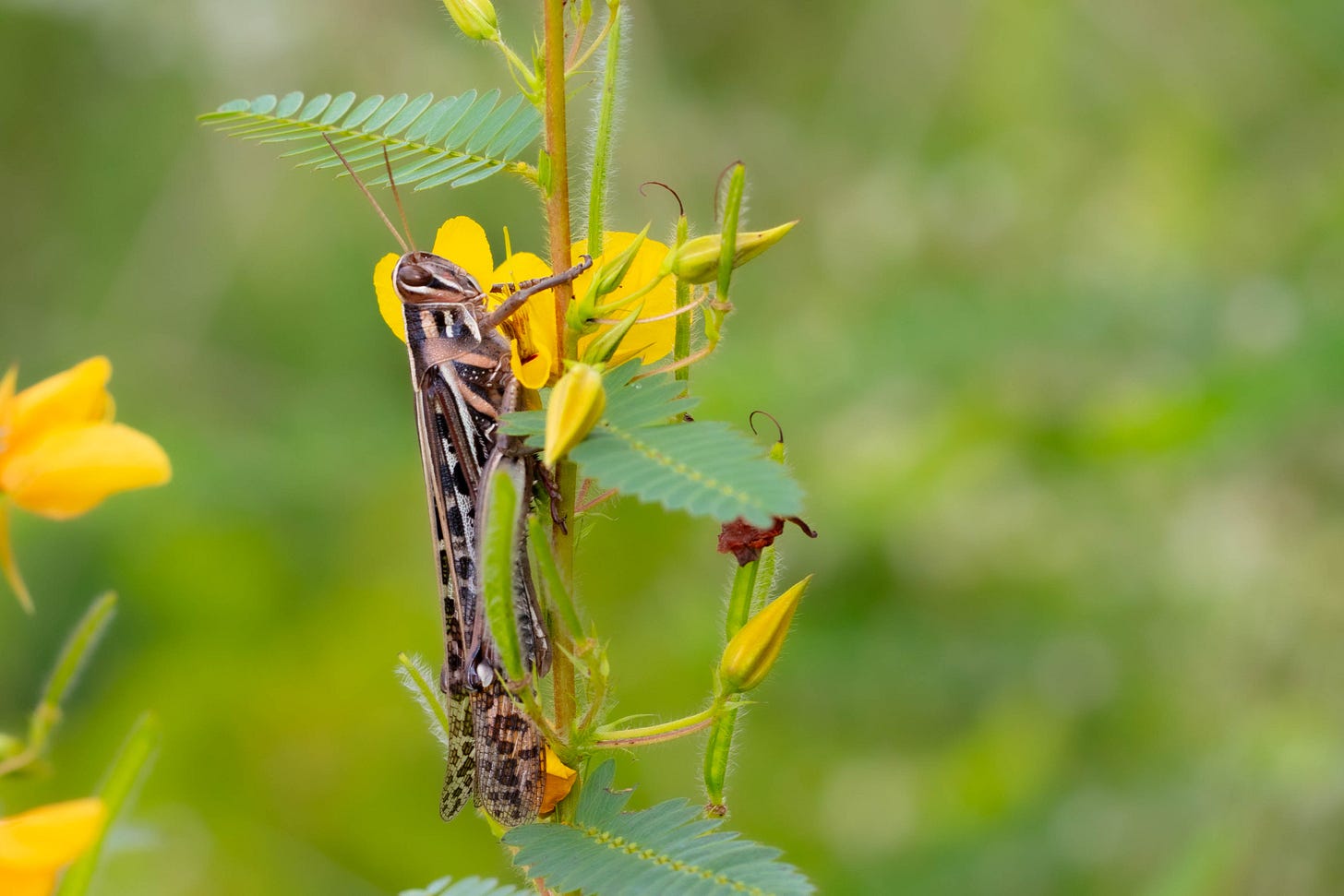 Long, thin grasshopper clasping upright stem of yellow-flowered plant. The grasshopper is striped with black, brown, tan, and ivory lines, like a living piece of art deco.