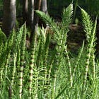 Day Six: HORSETAIL