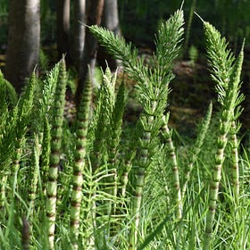HORSETAIL