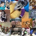 Sunday E-dition: The Only Rescue of Its Kind in Napa Valley