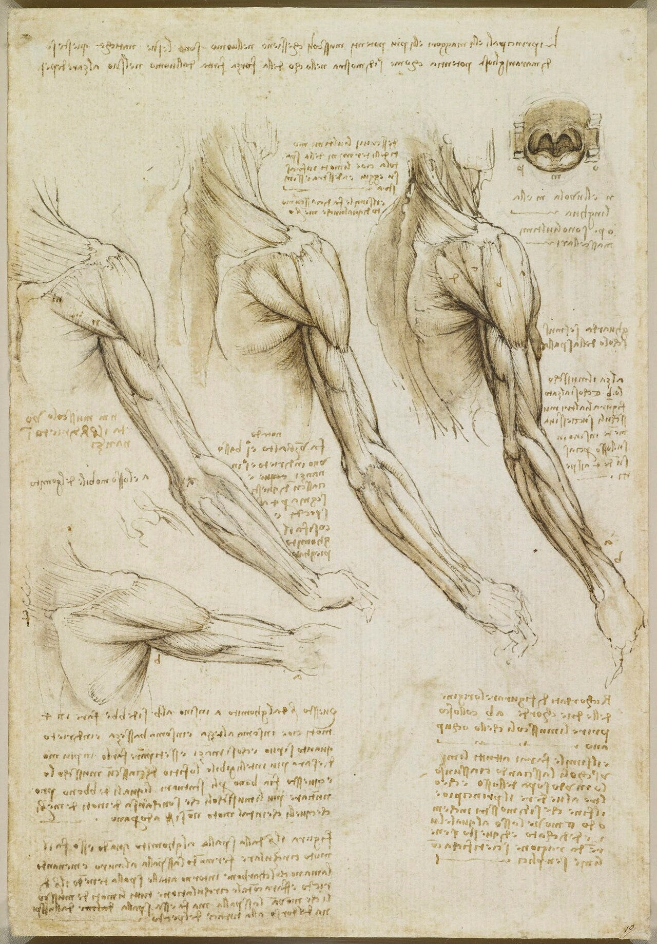 Leonardo anatomy shoulder arm Leonardo anatomy shoulder arm
