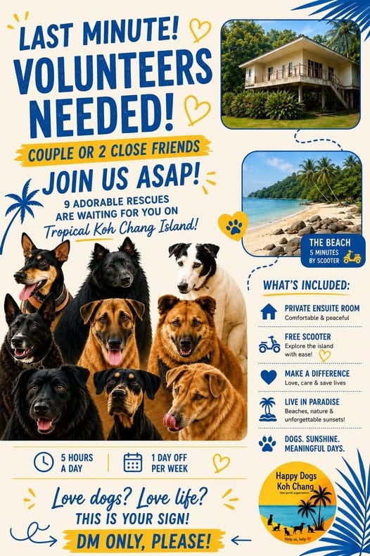 Last Minute Dog Volunteer Spot On Koh Chang Last Minute Dog Volunteer Spot On Koh Chang