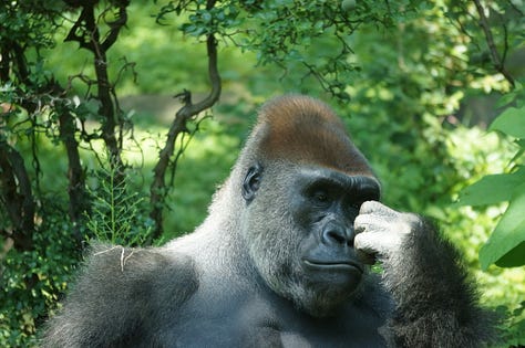Portraits of a Bronx zoo gorilla