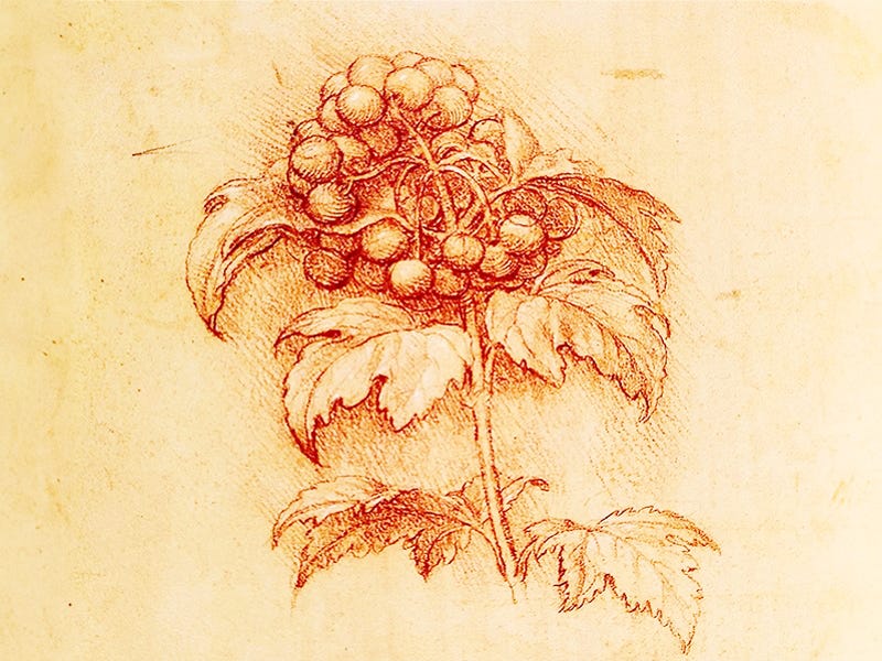Chegou a primavera com a arte de ilustrar a natureza - HojePR