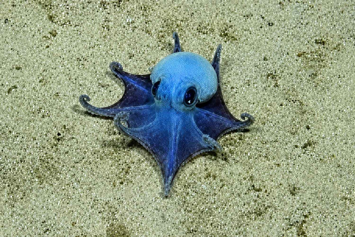 Nuove specie: scoperto un adorabile e misterioso polpo blu simile a un  Pokémon negli abissi delle Galápagos - greenMe