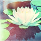 Coffee Contemplation: Healing the World