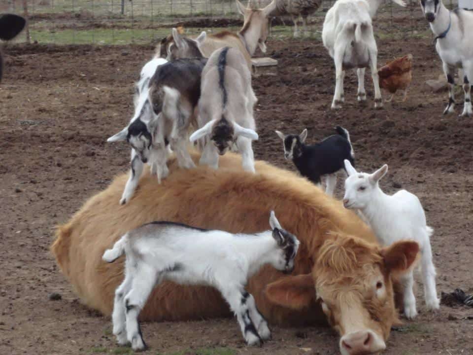 Add Diversity to Your Pastures with Multispecies Grazing - Cornell Small  Farms