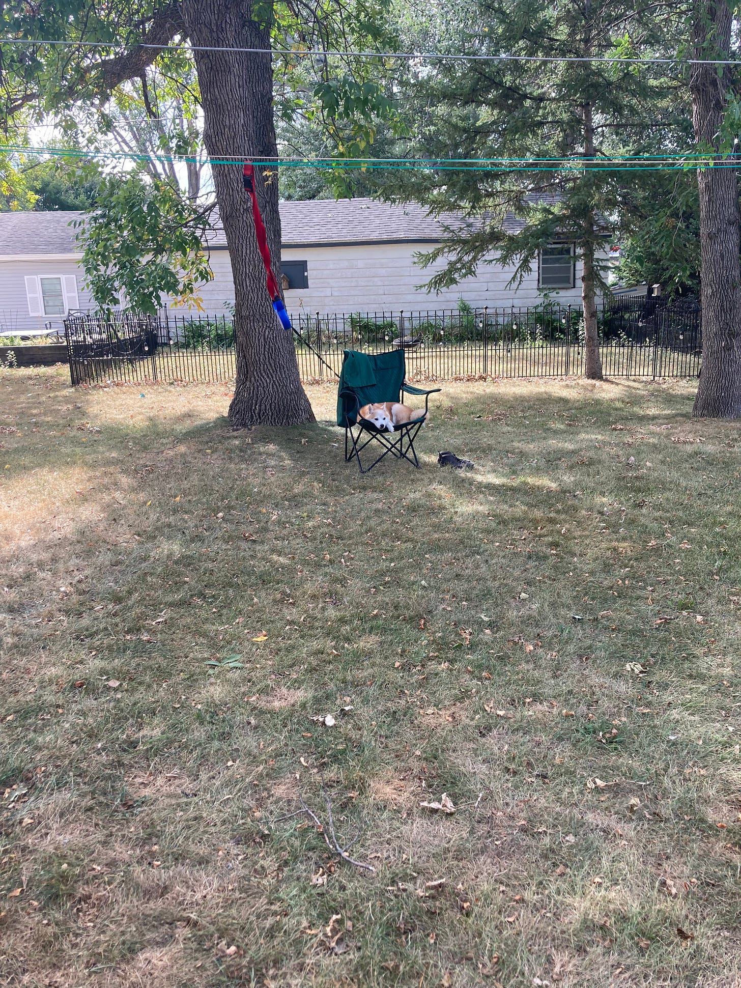 Ginger dog lounging in a camp chair in a backyard. Ginger dog lounging in a camp chair in a backyard.