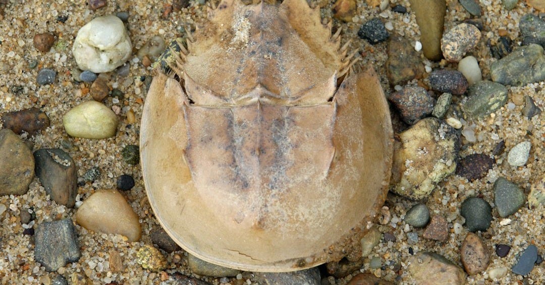 a dead bird on the ground surrounded by rocks and gravel