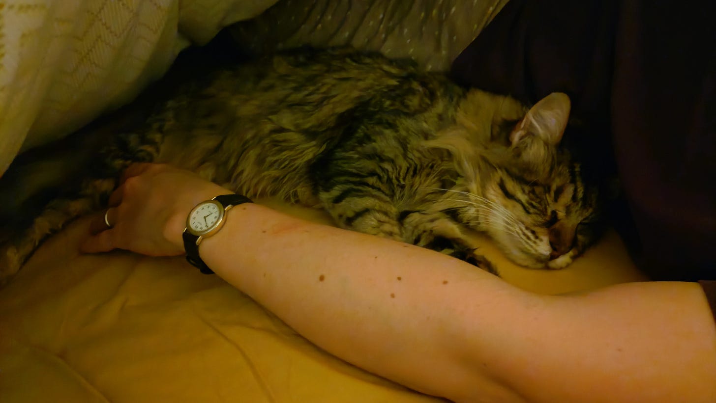 Milly under the duvet laying next to my wife
