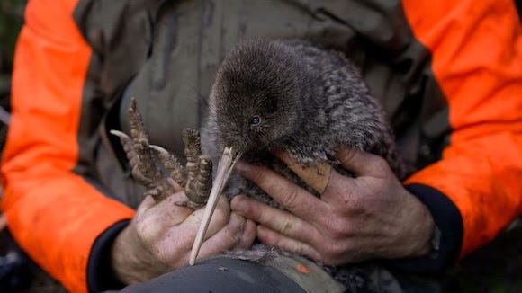 Worker holding rescued kiwi