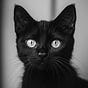 Gatito Siniestro's avatar