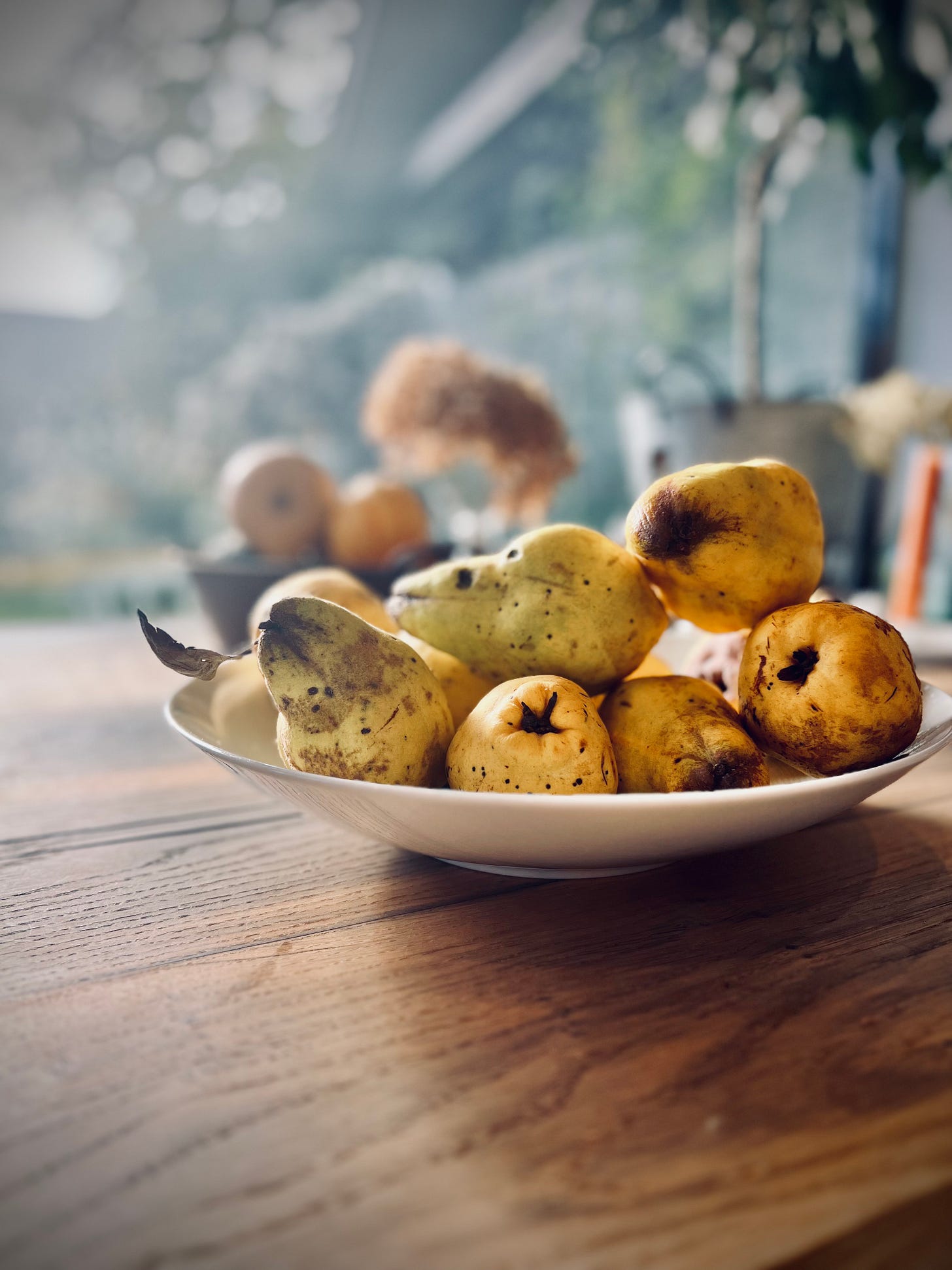 Big bowl of quince in the autumn sunlight