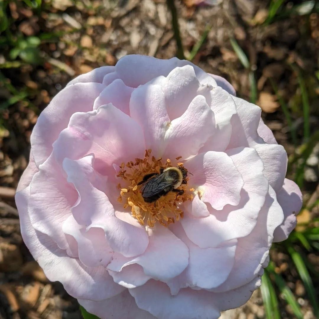 May be an image of peony
