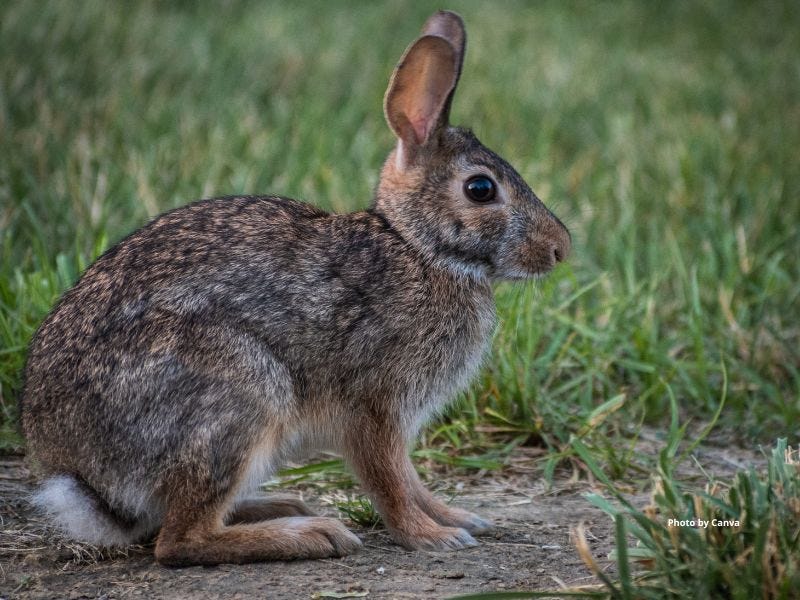 Nuttall's Cottontail - Sierra Club BC