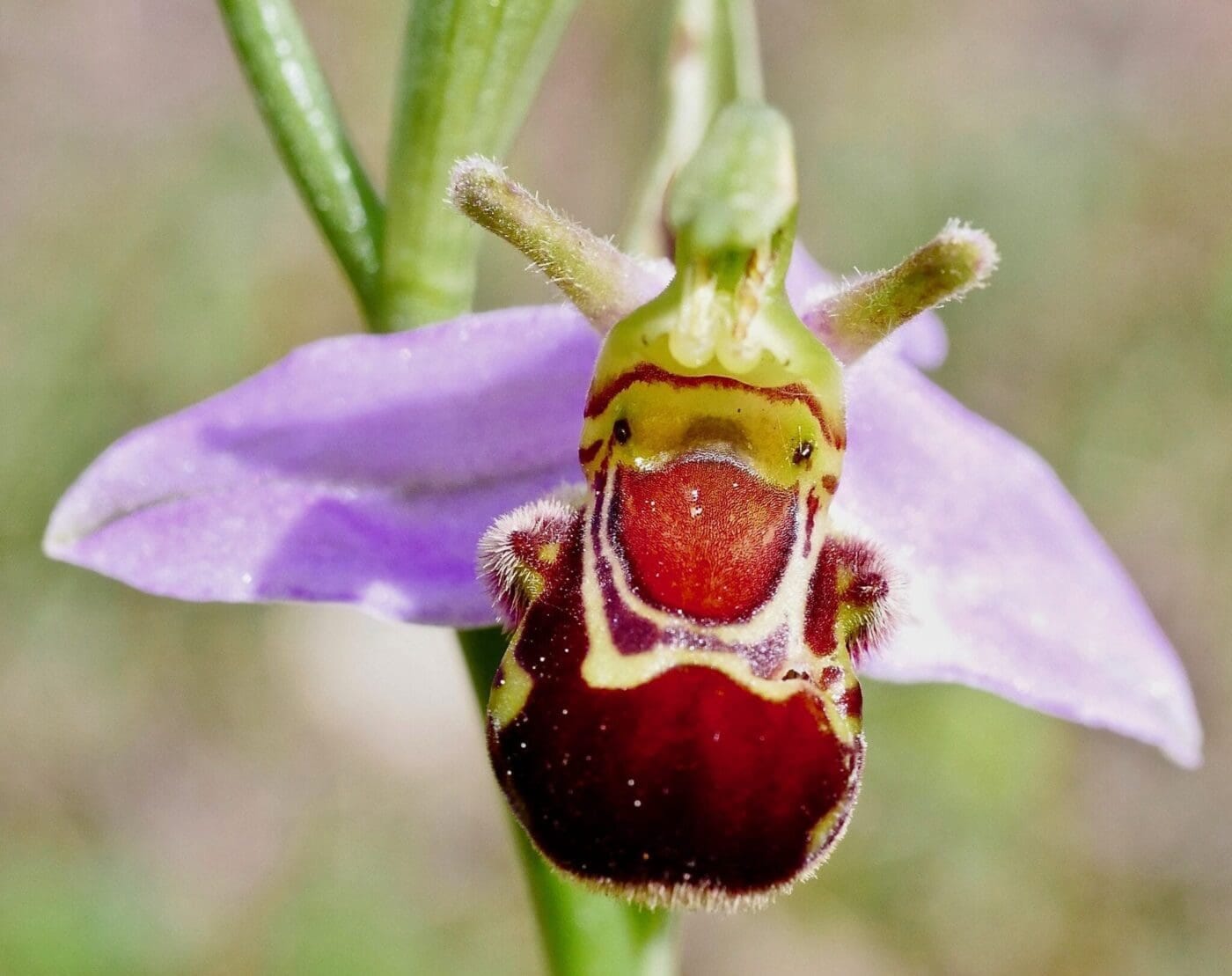 Bee Orchid - Tree Guide UK Bee Orchid pollination