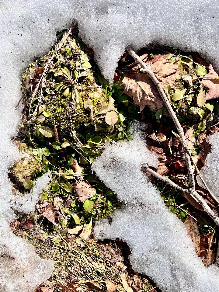 Two pictures of green plants on top of mossy rocks, with snow surrounding them.