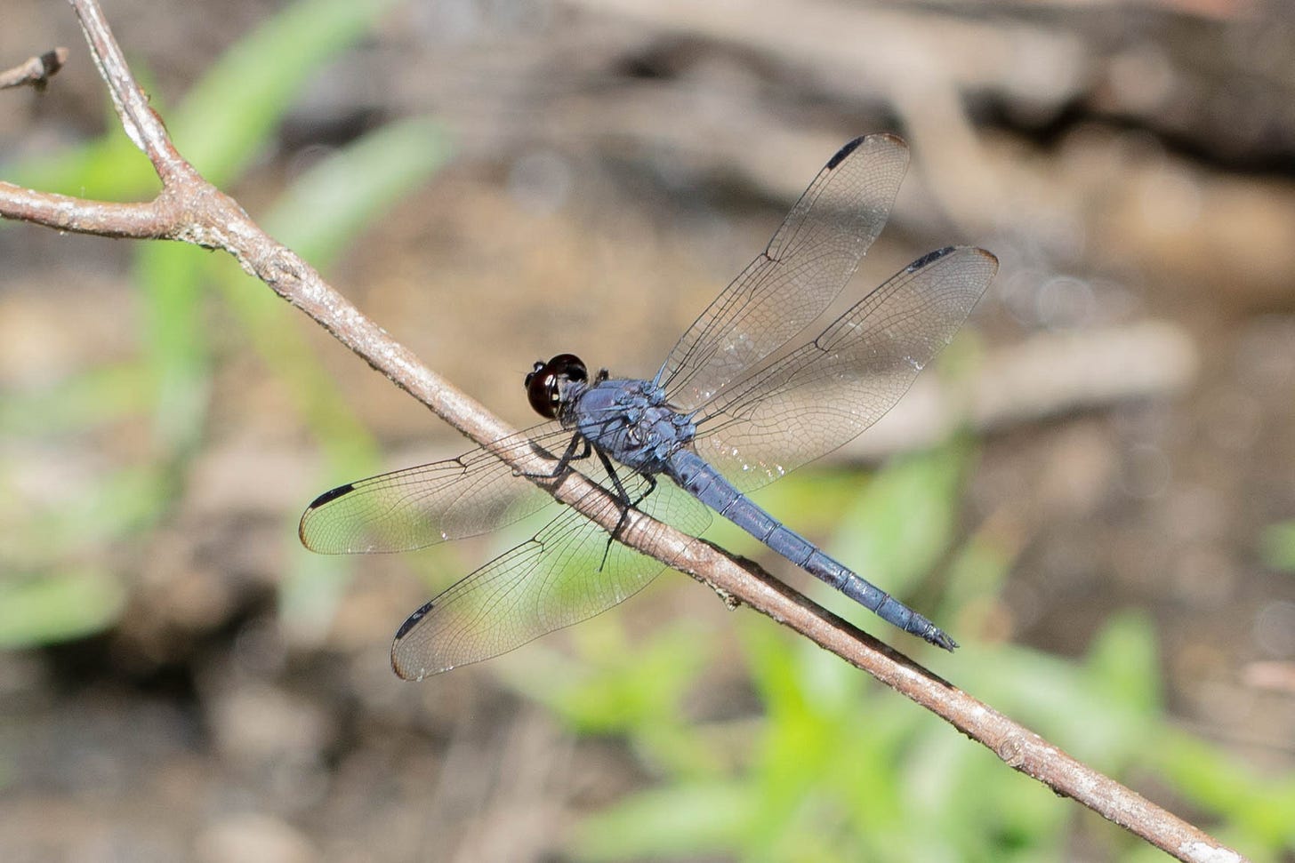 A dark blue dragonfly resting on a stick with transparent open wings. The dragonfly has dark blue-black eyes and a short, thin horizontal bar towards the curved edge of each wing.