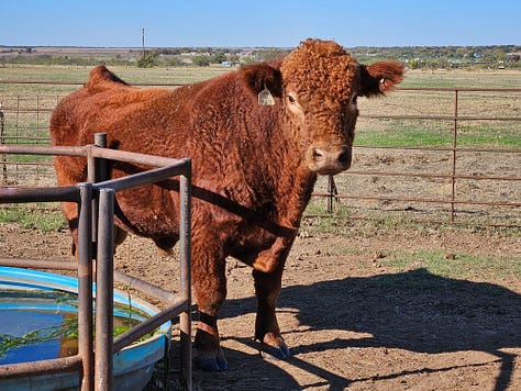 5 Mushrush bulls