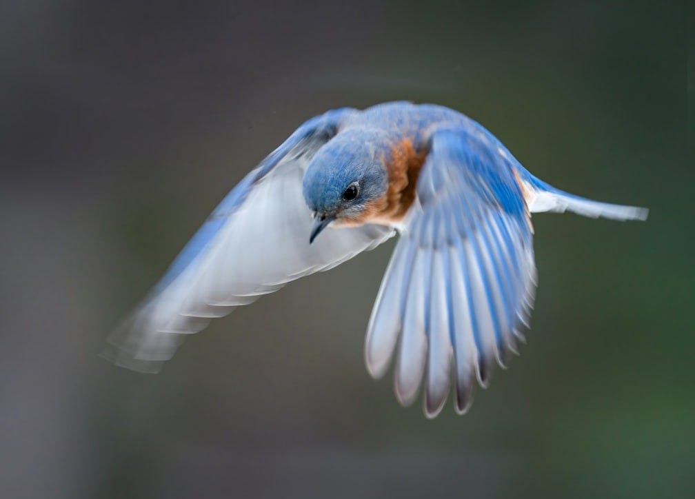 a bird flying in the air a bird flying in the air