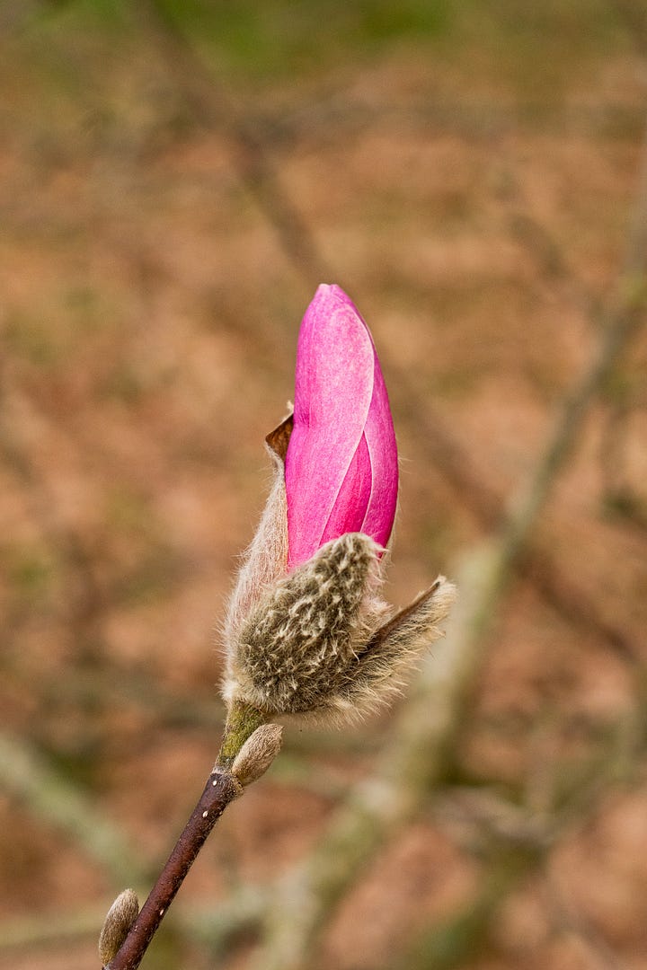 Close up images of magnolia flowers on the tree, shot by JB Douglas for The Wild Grocery