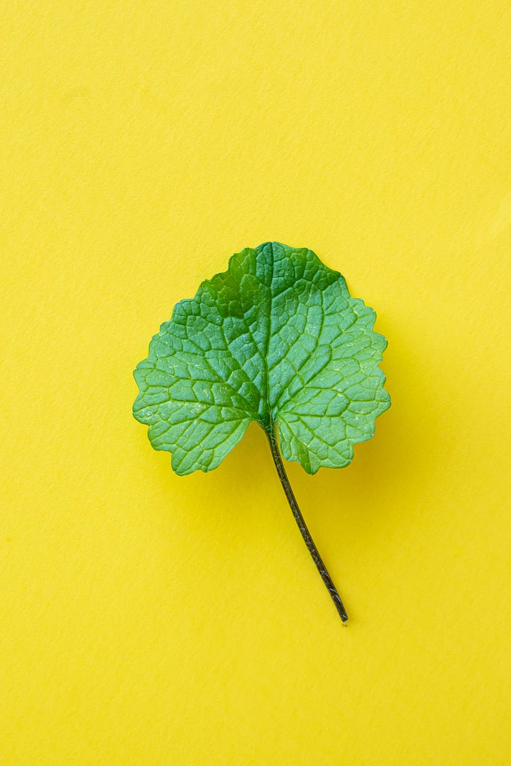 Various photos of garlic mustard leaves in various recipes, shot by JB Douglas for The Wild Grocery