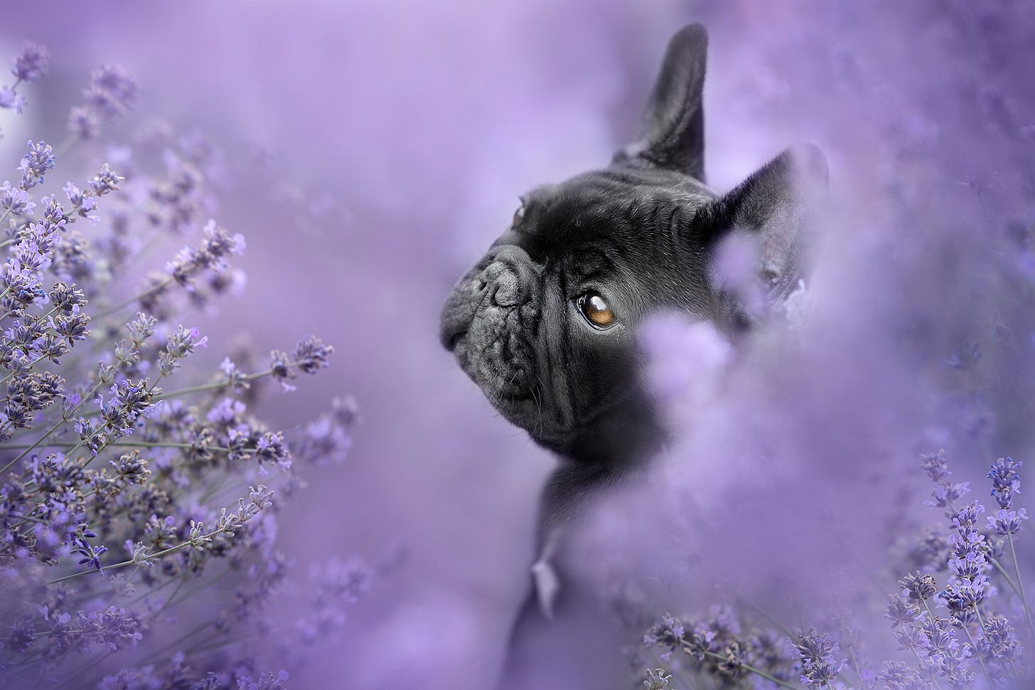 Download Lavender Animal French Bulldog HD Wallpaper