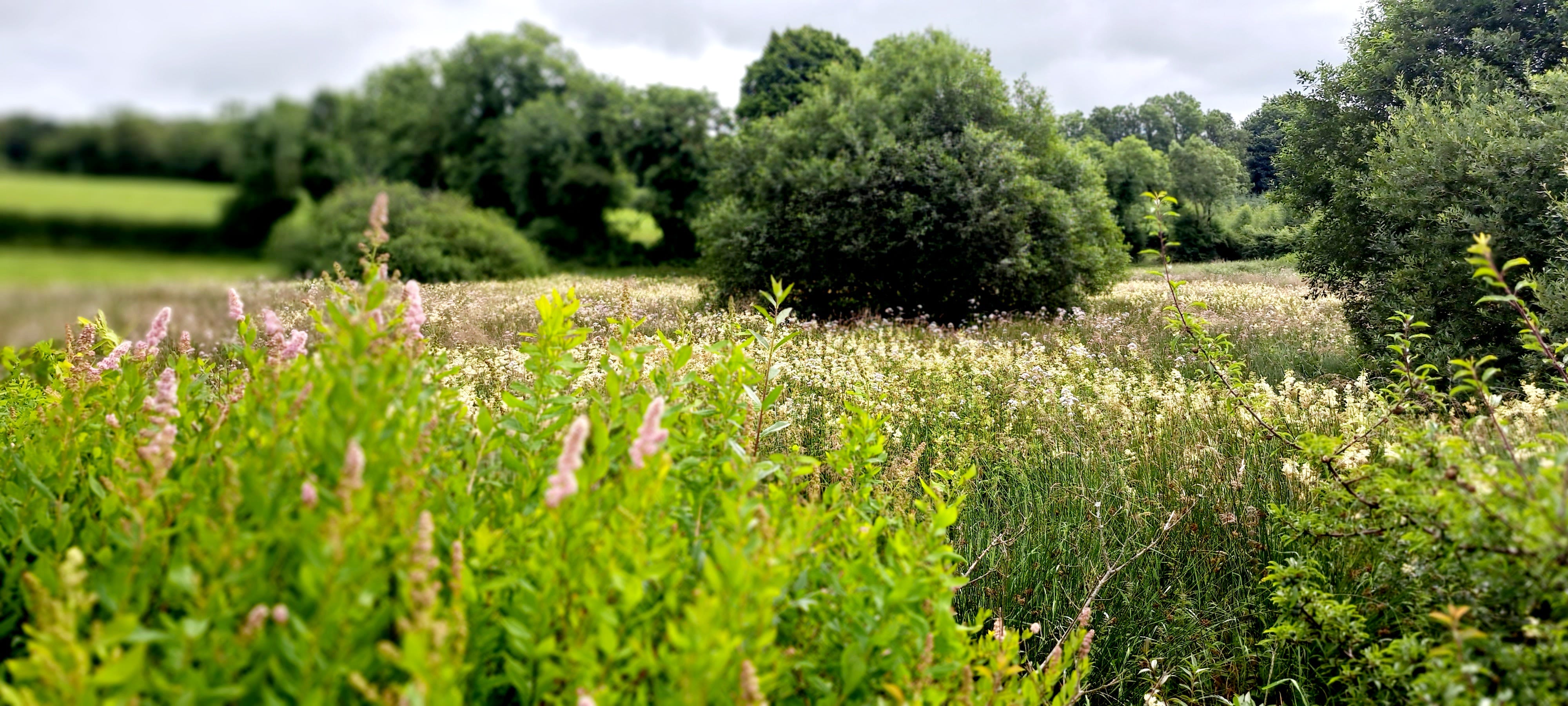 Looking over a hedge of pale pink spirea blossoms into a field carpetted thickly with creamy meadowsweet flowers are far as they eye can see, interspersed with densely leaved willow trees. Looking over a hedge of pale pink spirea blossoms into a field carpetted thickly with creamy meadowsweet flowers are far as they eye can see, interspersed with densely leaved willow trees.