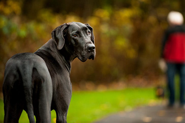 Great Dane Life Span & Health Issues – American Kennel Club